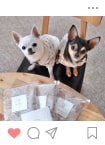 Instagramに投稿されたわんちゃん2