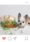 Instagramに投稿されたわんちゃん5